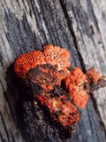 Earliella scabrosa image
