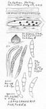 Leptosphaeria purpurea image