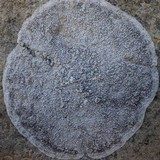 Dirina massiliensis image