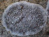 Dirina massiliensis image