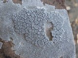 Diploschistes actinostomus image