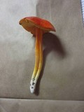 Hygrocybe punicea image