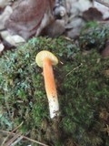 Hygrocybe punicea image