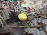Hygrocybe punicea image