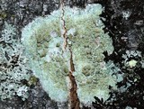 Lecanora symmicta image