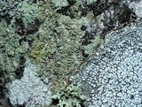 Lecanora symmicta image