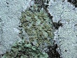 Lecanora symmicta image