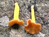 Cantharellus ignicolor image