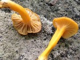 Cantharellus ignicolor image