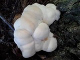 Laetiporus cincinnatus image