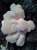 Laetiporus cincinnatus image