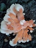 Laetiporus cincinnatus image