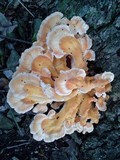 Laetiporus cincinnatus image