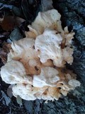 Laetiporus cincinnatus image