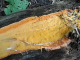 Ceriporia spissa image