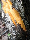 Ceriporia spissa image