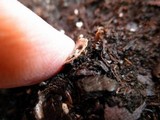 Cyathus olla image