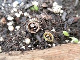 Cyathus olla image
