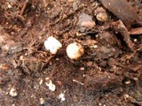 Cyathus olla image