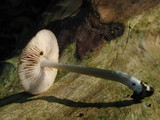 Pluteus cyanopus image