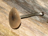 Pluteus cyanopus image