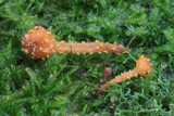 Neobarya agaricicola image