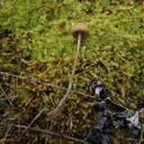 Psilocybe alutacea image