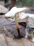 Marasmius delectans image