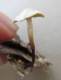 Marasmius delectans image