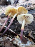 Marasmius delectans image