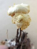 Marasmius delectans image