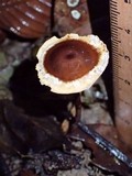 Polyporus dictyopus image