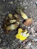 Pulveroboletus innixus image