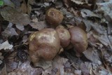 Pulveroboletus innixus image