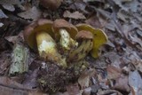 Pulveroboletus innixus image