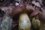 Pulveroboletus innixus image