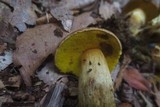Pulveroboletus innixus image