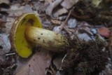 Pulveroboletus innixus image