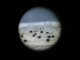 Pleospora herbarum image
