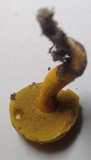 Aureoboletus auriflammeus image