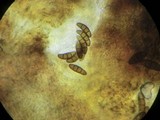 Kalmusia clivensis image
