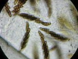 Kalmusia clivensis image