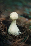Amanita polypyramis image