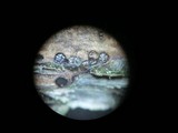Leptosphaeria fuscella image