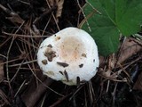Lactarius pubescens var. betulae image