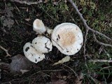 Lactarius pubescens var. betulae image