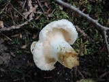 Lactarius pubescens var. betulae image