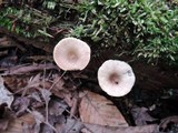 Lactarius griseus image