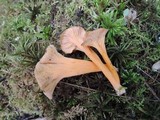 Craterellus lutescens image