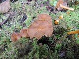 Craterellus lutescens image